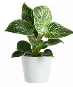 Philodendron 'White wave' 12 cm