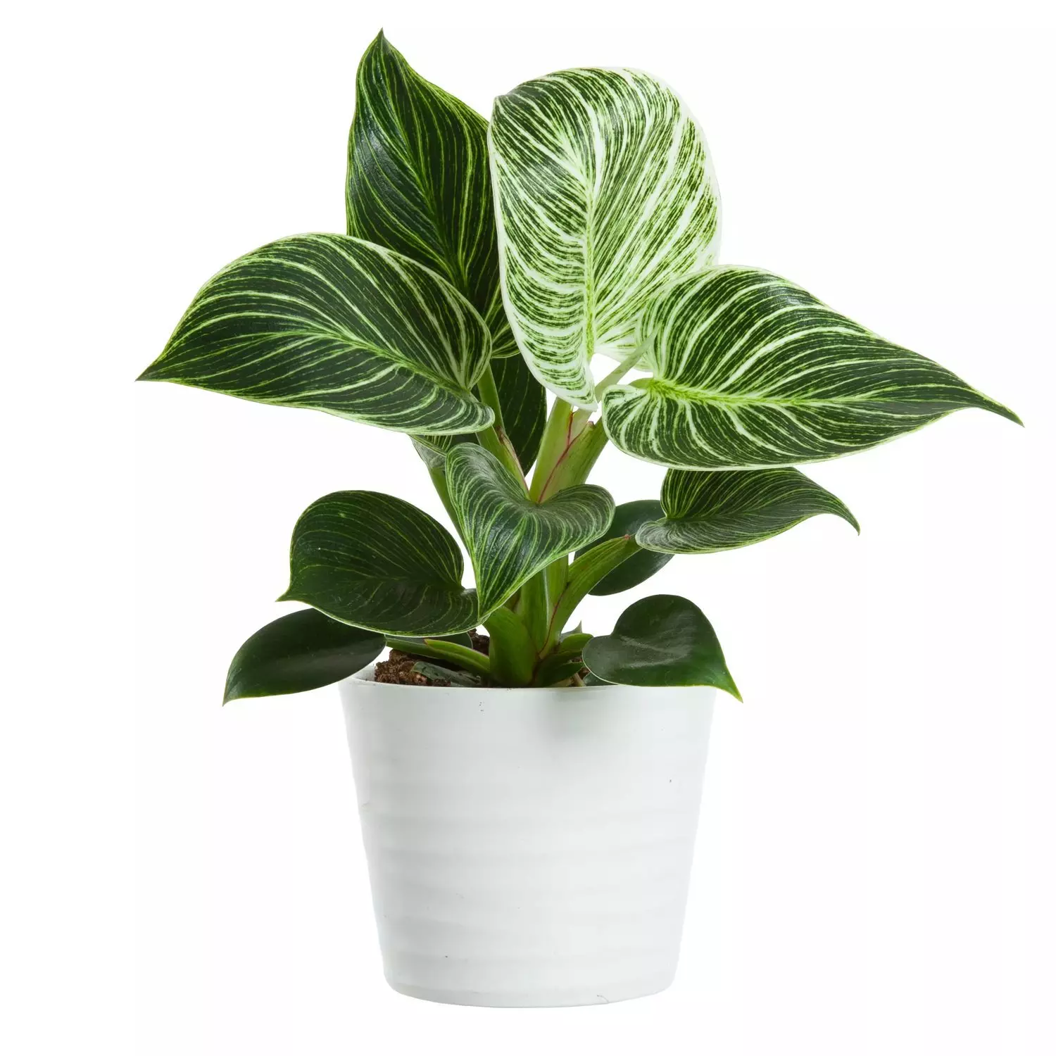 planted.pulled planted.pulled Spicy Herbs main image 1