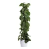 Philodendron Scandens - Treklatrer 27 cm mosstok