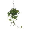 Philodendron Scandens - Treklatrer 15 cm ampel