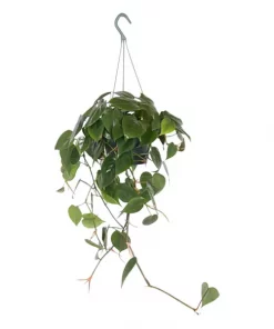 Philodendron Scandens - Treklatrer 15 cm ampel