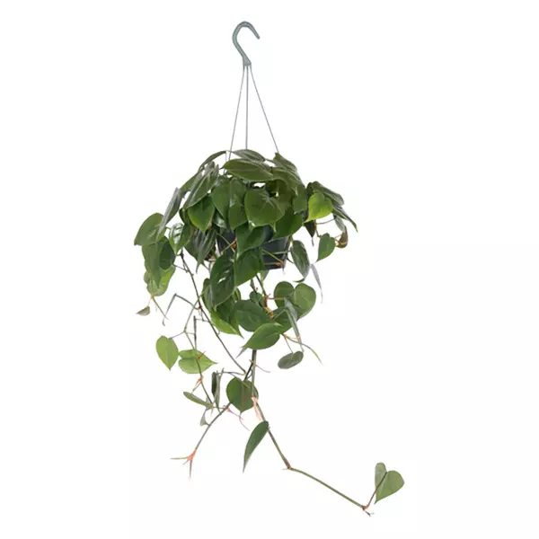 Philodendron Scandens - Treklatrer 15 cm ampel