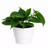 Philodendron Scandens - Treklatrer 12 cm