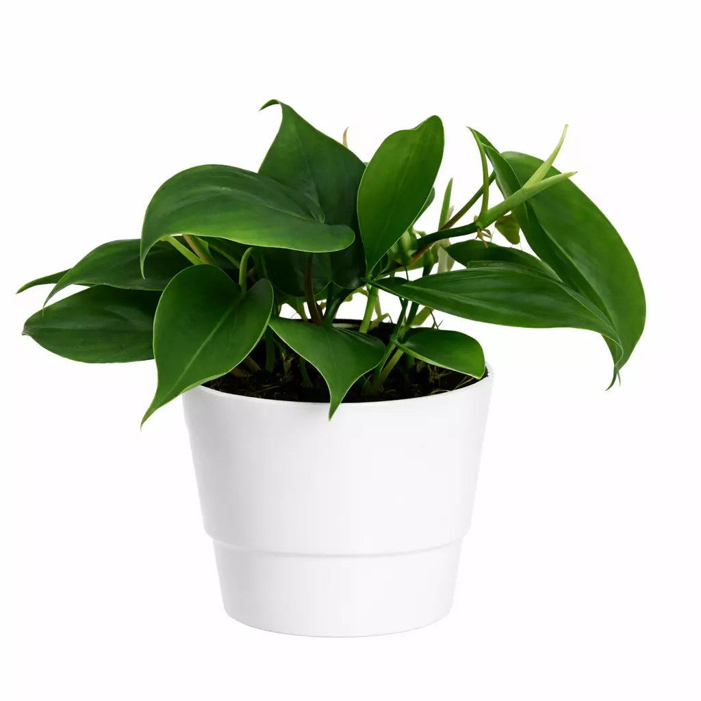 Philodendron Scandens - Treklatrer 12 cm