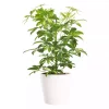 Schefflera - Paraplyplante 'Gerda' grenet 13 cm