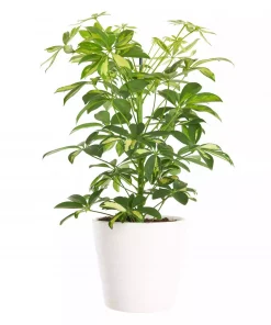 Schefflera - Paraplyplante 'Gerda' grenet 13 cm