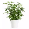 Schefflera - Paraplyplante 'Nora' 13 cm
