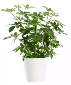 Schefflera - Paraplyplante 'Nora' 13 cm