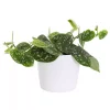 Scindapsus Pictus - Sølvranke 12 cm