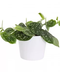 Scindapsus Pictus - Sølvranke 12 cm