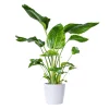 Strelitzia Nicolai - Paradisfuglblomst 24 cm