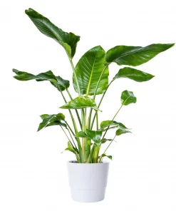 Strelitzia Nicolai - Paradisfuglblomst 24 cm
