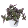 Tradescantia - Husvandrer 11 cm