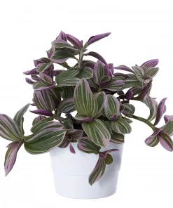 Tradescantia - Husvandrer 11 cm