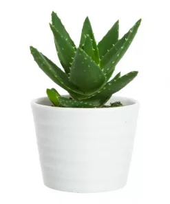 Sukkulent 12 cm