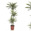 Dracaena Dermensis - Dragetre Warneckii 24 cm 3 stam
