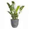 Zamioculcas Zamiifolia - Smaragdpalme 17 cm