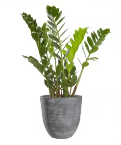 Zamioculcas Zamiifolia - Smaragdpalme 17 cm