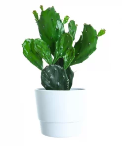 Kaktus 12 cm