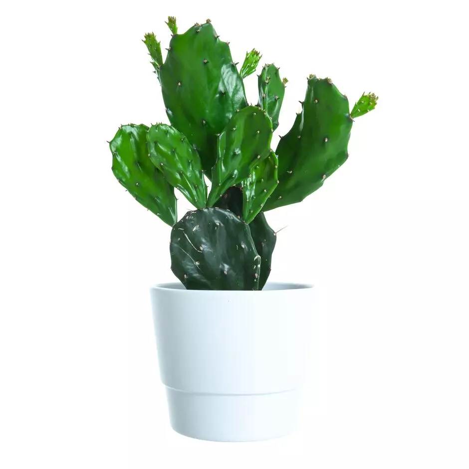 Kaktus 12 cm