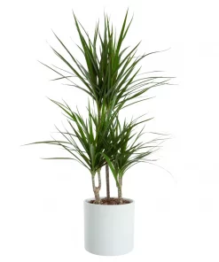 Dracaena Marginata - Draketre 24 cm 3 st.