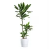 Dracaena Dermensis  - Draketre 21 cm 3 st.