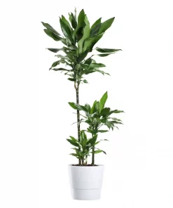 Dracaena Dermensis  - Draketre 21 cm 3 st.