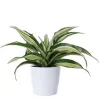 Dracaena miks - Draketre 12 cm