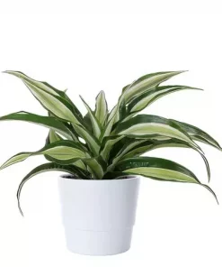 Dracaena miks - Draketre 12 cm