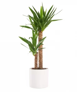 Yuccapalme 2 stam 24 cm