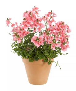 Diascia Barberae - Tvillingblomst 12 cm