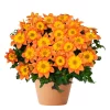 Bidens 19 cm