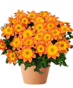 Bidens 19 cm