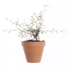 Sophora Japonicum - Spøkelsetre 12 cm