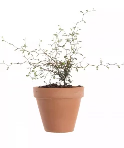 Sophora Japonicum - Spøkelsetre 12 cm