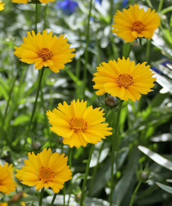 Coreopsis - Gullvakkerye 19 cm