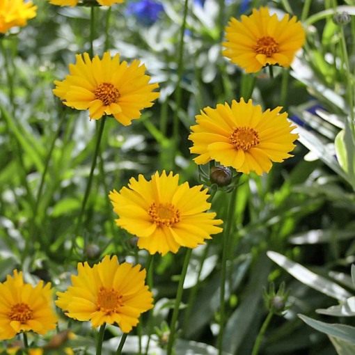 Coreopsis - Gullvakkerye 19 cm