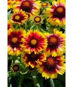Gaillardia - Kokarde 19 cm