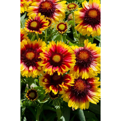 Gaillardia - Kokarde 19 cm