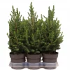 Picea Glauca Conica - Kjeglegran 15 cm