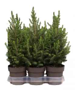 Picea Glauca Conica - Kjeglegran 15 cm