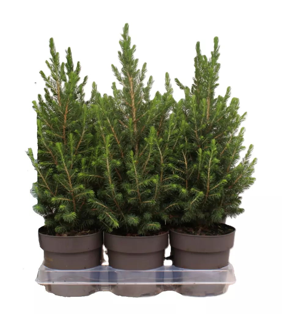 Picea Glauca Conica - Kjeglegran 15 cm