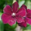 Clematis 'Rouge Cardinal' 15 cm