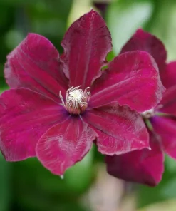 Clematis 'Rouge Cardinal' 15 cm
