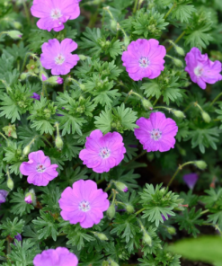 Geranium Sanguineum 19 cm