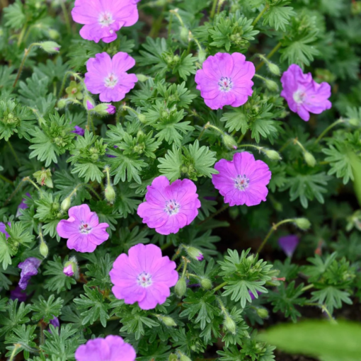 Geranium Sanguineum 19 cm