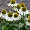 Echinacea purpurea - Solhat 17 cm