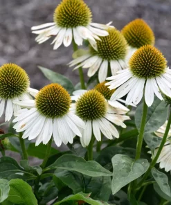 Echinacea purpurea - Solhat 17 cm