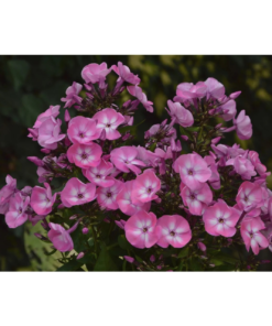 Phlox Paniculata - Høstfloks 19 cm