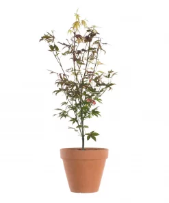 Acer palmatum 'Atropurpureum' - Viftelønn 15 cm